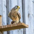 Turmfalke (Falco tinnunculus) Männchen mit Maus