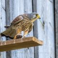 Turmfalke (Falco tinnunculus) Männchen mit Maus