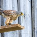 Turmfalke (Falco tinnunculus) Männchen mit Maus