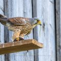 Turmfalke (Falco tinnunculus) Männchen mit Maus