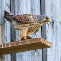 Turmfalke (Falco tinnunculus) Männchen mit Maus