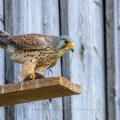 Turmfalke (Falco tinnunculus) Männchen mit Maus