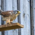 Turmfalke (Falco tinnunculus) Männchen mit Maus