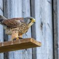 Turmfalke (Falco tinnunculus) Männchen mit Maus