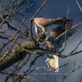 Turmfalken (Falco tinnunculus) Beuteübergabe