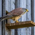 Turmfalke (Falco tinnunculus) Männchen