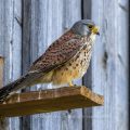 Turmfalke (Falco tinnunculus) Männchen