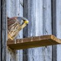 Turmfalke (Falco tinnunculus) Männchen