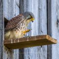 Turmfalke (Falco tinnunculus) Männchen