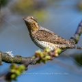 Wendehals (Jynx torquilla)