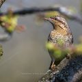 Wendehals (Jynx torquilla)