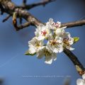 Birnenblüten