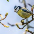 Blaumeise (Cyanistes caeruleus)
