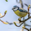 Blaumeise (Cyanistes caeruleus)
