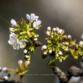 Kirschblüten