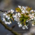Kirschblüten