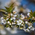 Kirschblüten