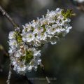 Kirschblüten