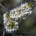Kirschblüten