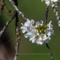 Kirschblüten