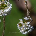 Kirschblüten