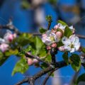 Apfelblüten