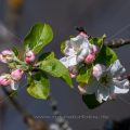 Apfelblüten