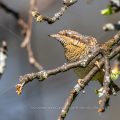 Wendehals (Jynx torquilla)