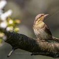 Wendehals (Jynx torquilla)