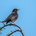 Amsel (Turdus merula) Männchen