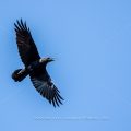 Kolkrabe (Corvus corax)
