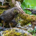 Amsel (Turdus merula) Weibchen mit Nistmaterial