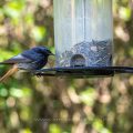 Hausrotschwanz (Phoenicurus ochruros) Männchen am Futtersilo