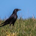 Rabenkrähe (Corvus corone)