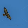 Mäusebussard (Buteo buteo)
