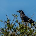Rabenkrähe (Corvus corone)