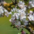 Apfelblüten