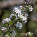 Apfelblüten