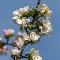 Apfelblüten
