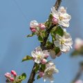 Apfelblüten