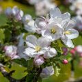 Apfelblüten
