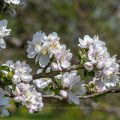 Apfelblüten
