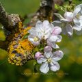 Apfelblüten