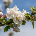 Apfelblüten