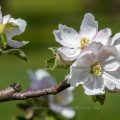 Apfelblüten