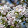 Apfelblüten