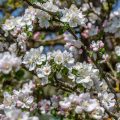 Apfelblüten