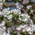 Apfelblüten