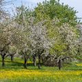 Blühende Apfelbäume in den Streuobstwiesen