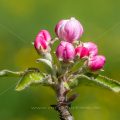 Apfelblüten